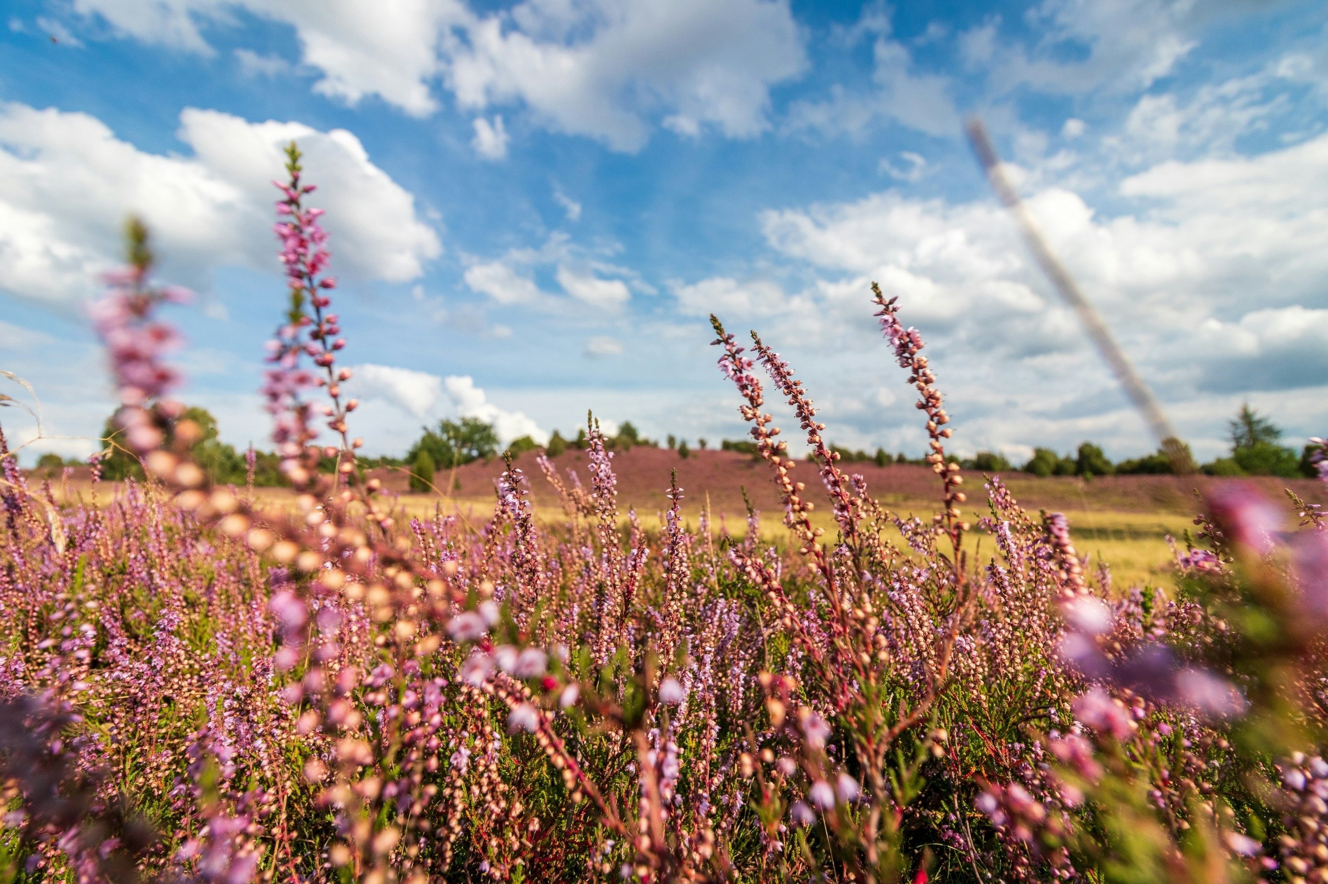 Bl&uuml;hende Heidelandschaft der L&uuml;neburger Heide in Niedersachsen